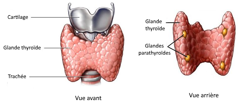 Vue devant et derrière de la thyroide