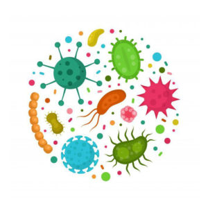 Microbiote