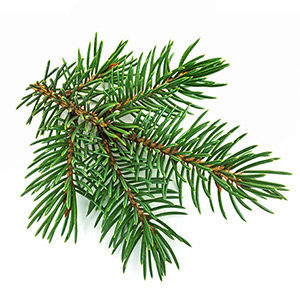 Sapin Blanc