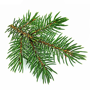 Sapin Blanc