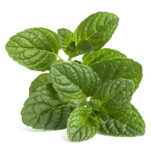 Menthe citronnée
